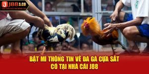 Bật Mí Thông Tin Về Đá Gà Cựa Sắt Có Tại Nhà Cái J88