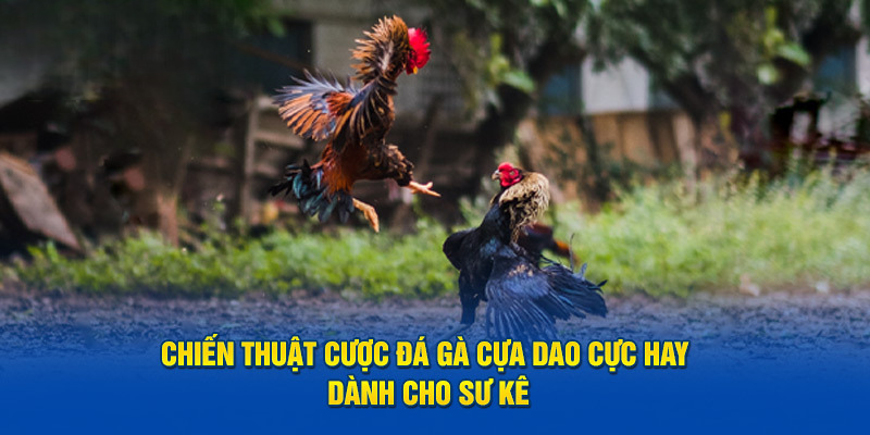 Chiến thuật cược đá gà cựa dao cực hay dành cho sư kê