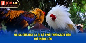 Đá Gà Cựa Dao Là Gì Và Chơi Theo Cách Nào Thì Thắng Lớn?