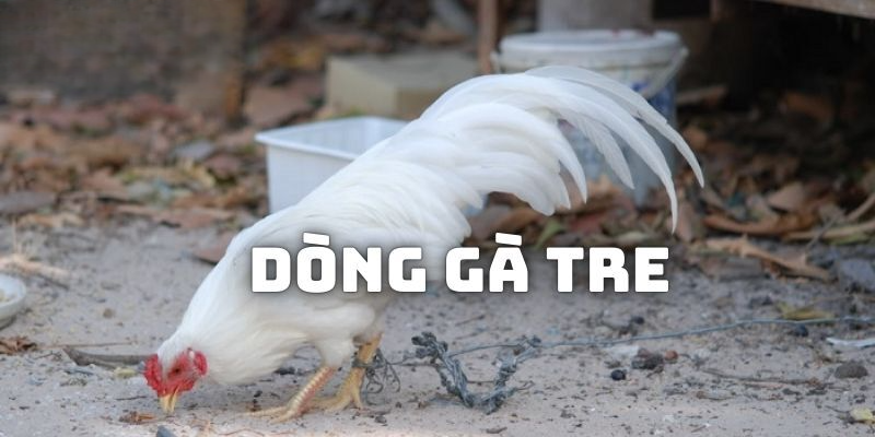 Tìm hiểu tổng quan về dòng gà tre đưa đi thi đấu