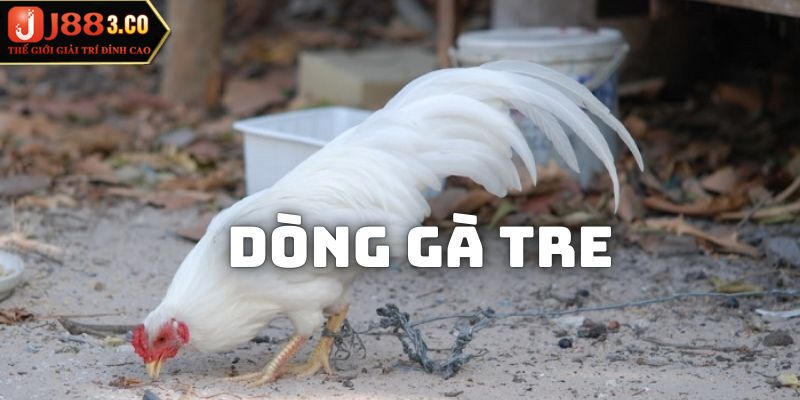 Tìm hiểu tổng quan về dòng gà tre đưa đi thi đấu