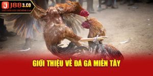 Giới thiệu về đá gà miền Tây