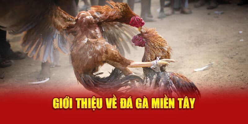 Giới thiệu về đá gà miền Tây