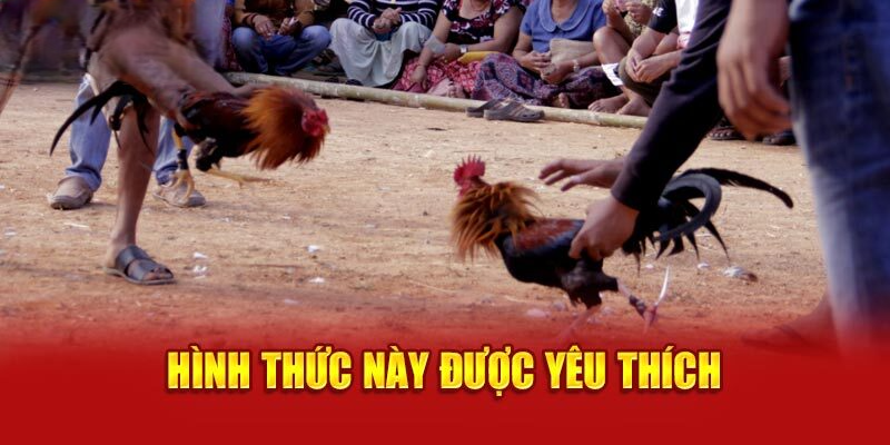 Đá gà cựa sắt hình thức này được yêu thích