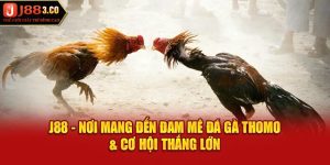 J88 - Nơi Mang Đến Đam Mê Đá Gà Thomo & Cơ Hội Thắng Lớn