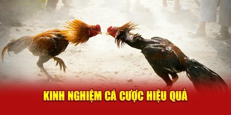 Kinh nghiệm cá cược hiệu quả