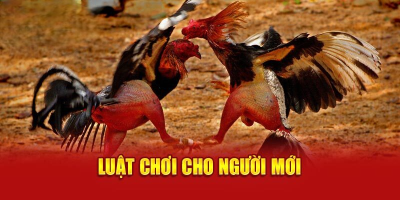 Luật chơi cho người mới