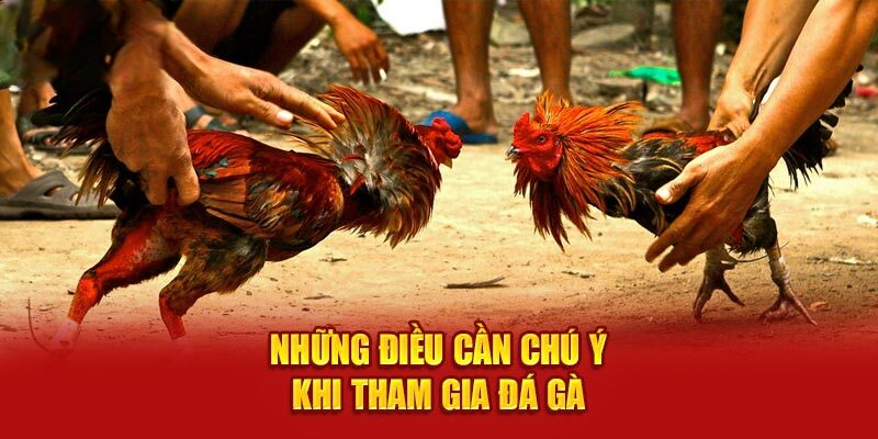 Những điều cần chú ý khi tham gia đá gà cựa sắt