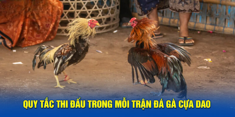 Quy tắc thi đấu trong các giải đá gà cựa dao