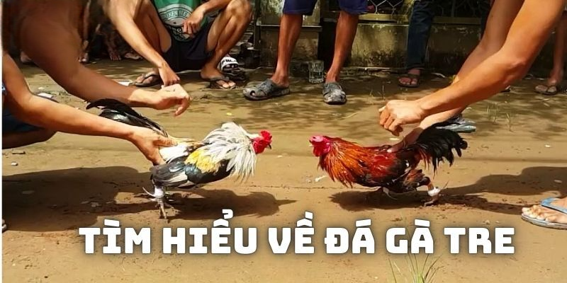 Đá gà tre thịnh hành nhất với những dòng như: Gà Rặc, lai Mỹ,…