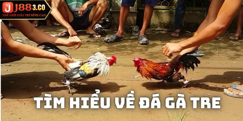 Đá gà tre thịnh hành nhất với những dòng như: Gà Rặc, lai Mỹ,…