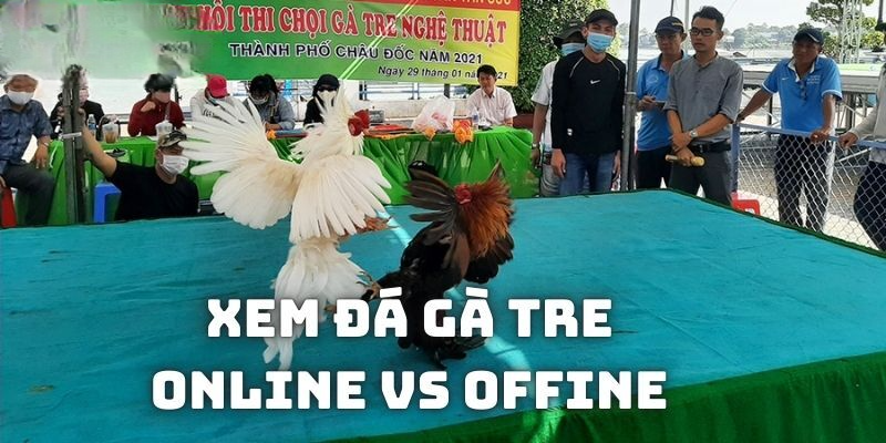 Xem gà tre đá tại trường đấu offline vẫn kịch tính và hấp dẫn nhất