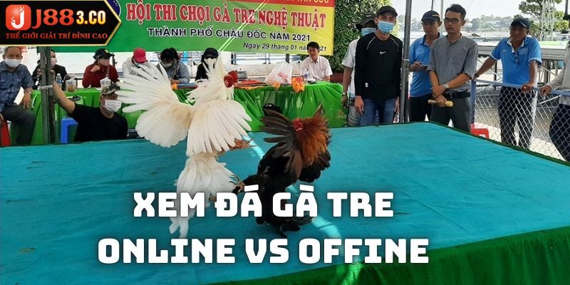 Xem gà tre đá tại trường đấu offline vẫn kịch tính và hấp dẫn nhất